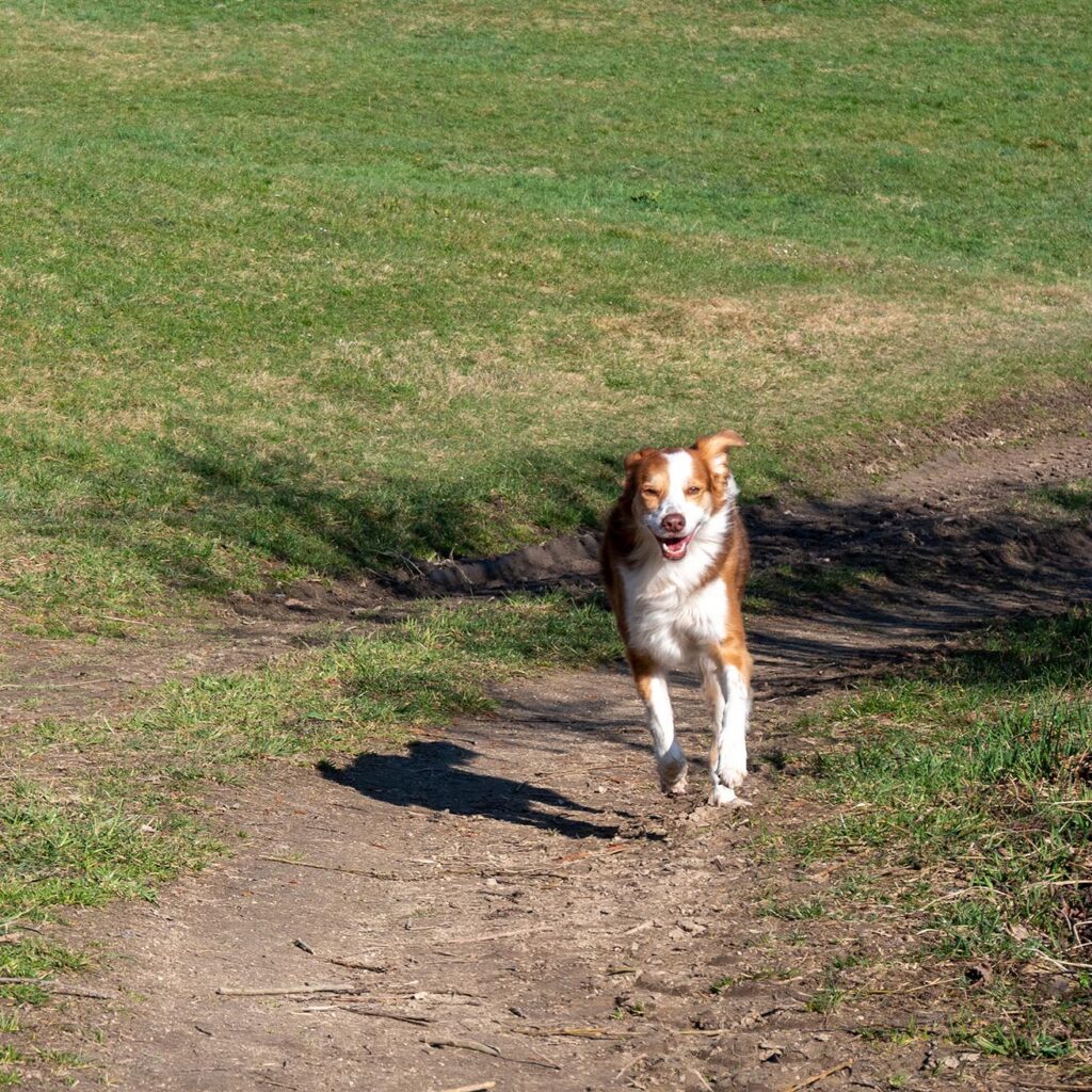 Rueckruf | Paw Partner